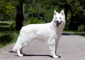 Щенки БШО