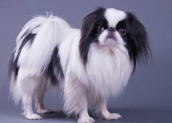 Японский хин