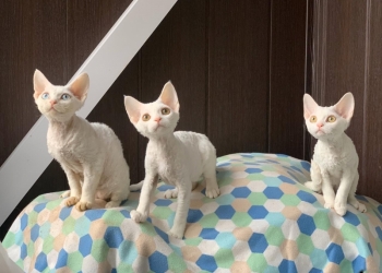 Девон рекс Devon-Rex