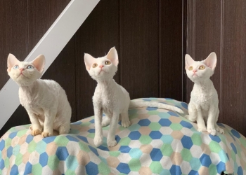 Девон рекс Devon-Rex