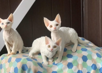 Девон рекс Devon-Rex