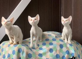Девон рекс Devon-Rex