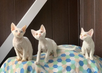 Девон рекс Devon-Rex