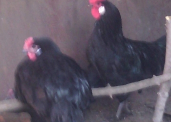 Петух Барбезьё