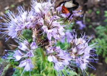 Семена Фацелии