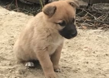 Отдам щенка в добрые руки