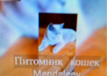 Котята питомника Mendeleev