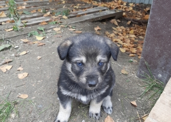 Отдам щенков 1 месяц