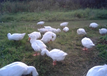 Продаю гусей на мясо по 350р.за1кг.