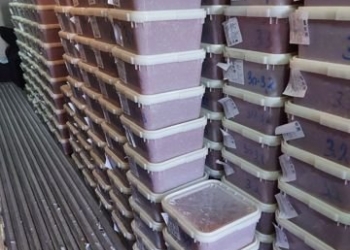 Икра красная от производителя вылов 2020 горбуша кета осень опт/розница