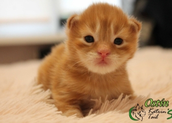 Ostin Мейн-Кун мальчик