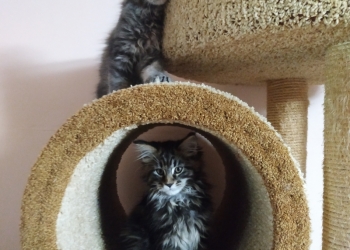 Котята мейн кунов