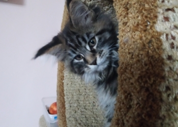 Котята мейн кунов