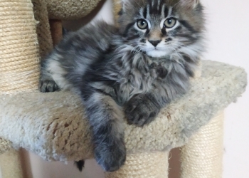 Котята мейн кунов