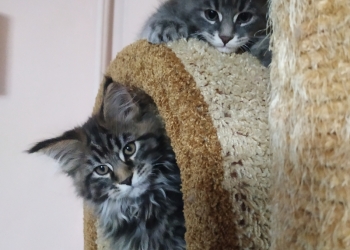 Котята мейн кунов
