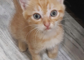 Котята