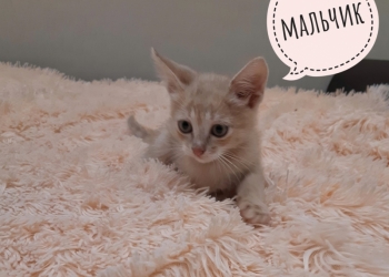 Котята