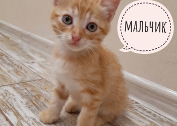Котята