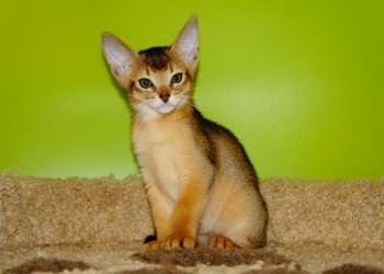 Абиссинские котята