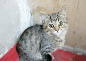 Отдам в хорошие руки котят 4 мес.