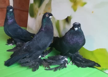 Голуби узбекские короткоклювые