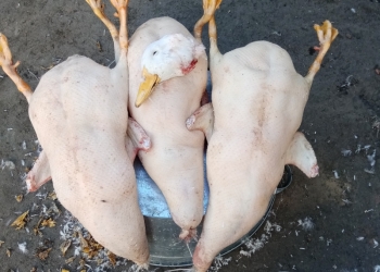 Мясо утки, бройлера