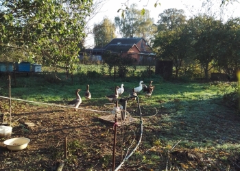 Продам гусей