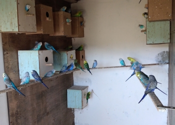 Волнистые попугаи