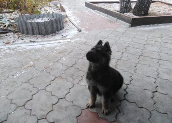 Щенок ВЕО 2 мес.