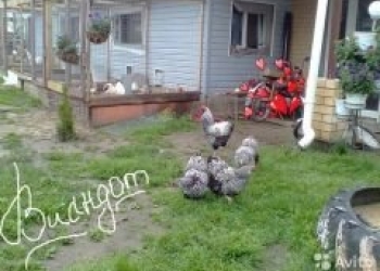 Инкубационное яйцо цыплята