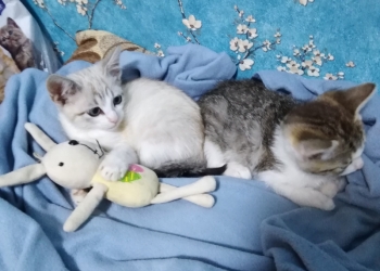 Котята ищут дом