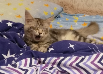 Мейн Кун котенок