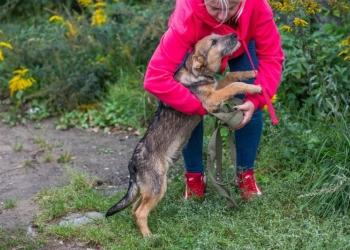 Бруно ищет дом (ШАНС)