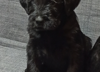 продам щенят