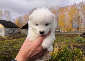 Продам щенка самоеда
