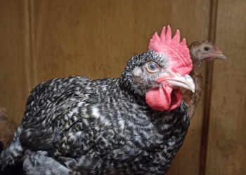 Петух породы Доминант