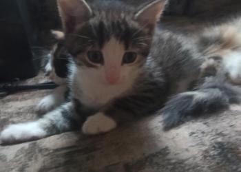 Отдам котят