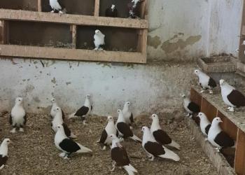 Продам Голубей