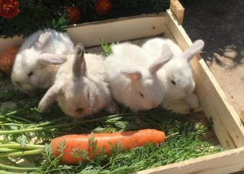 Декоративные кролики