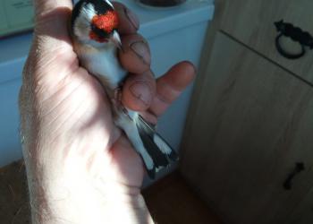 Чижи щеглы реплы