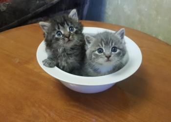 Отдадим котят в хорошие руки