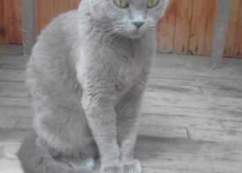 Красотка вислоушка