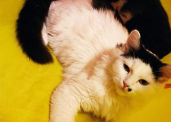 Отдам в добрые, заботливые руки