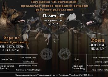 Продаются щенки немецкой овчарки рабочего разведения