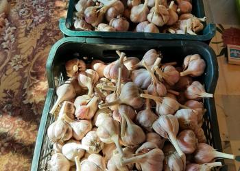 Продам чеснок.