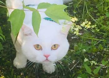 Котик в добрые руки