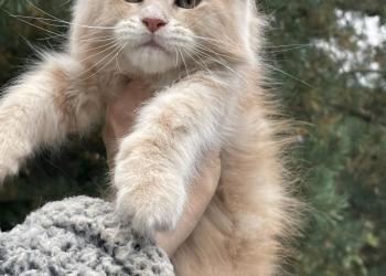 Мейн Кун котята