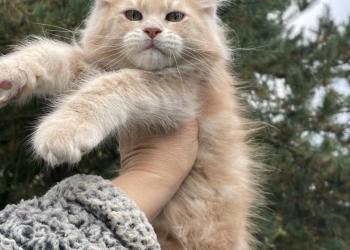 Мейн Кун котята