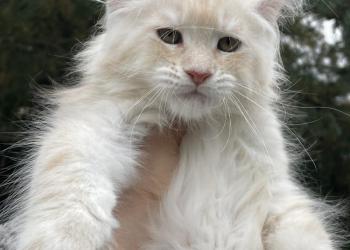 Мейн Кун котята