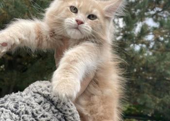 Мейн Кун котята